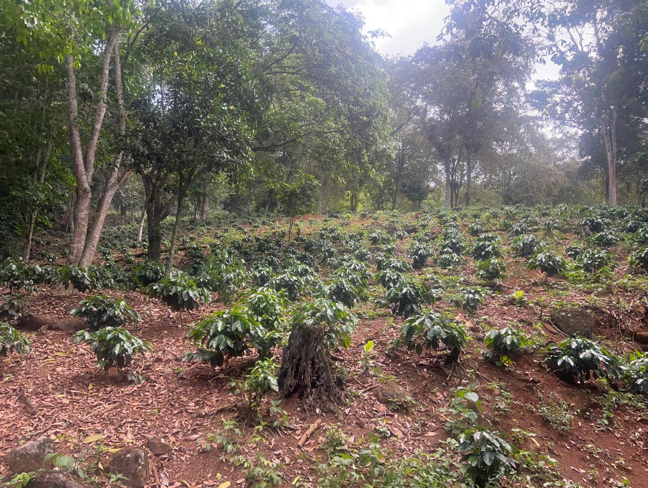 Coffee plantation